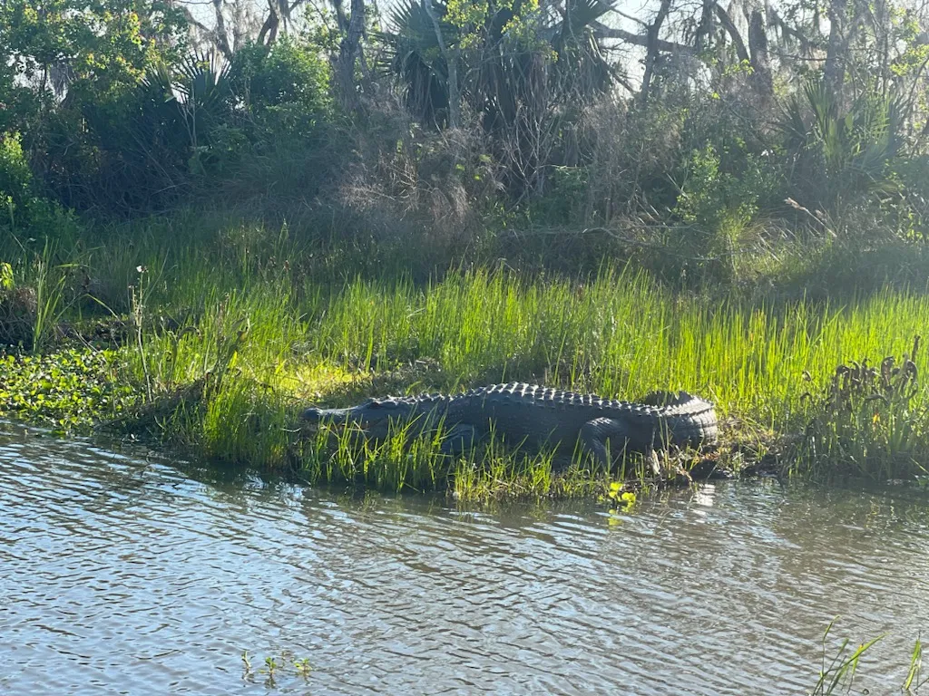 This image is by Louisiana Tour Company.