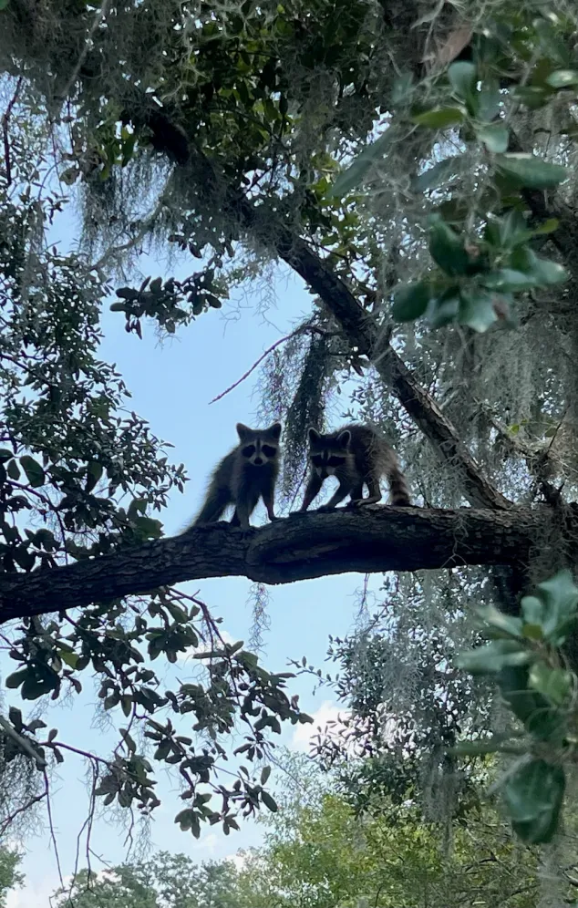 This image is by Louisiana Tour Company.