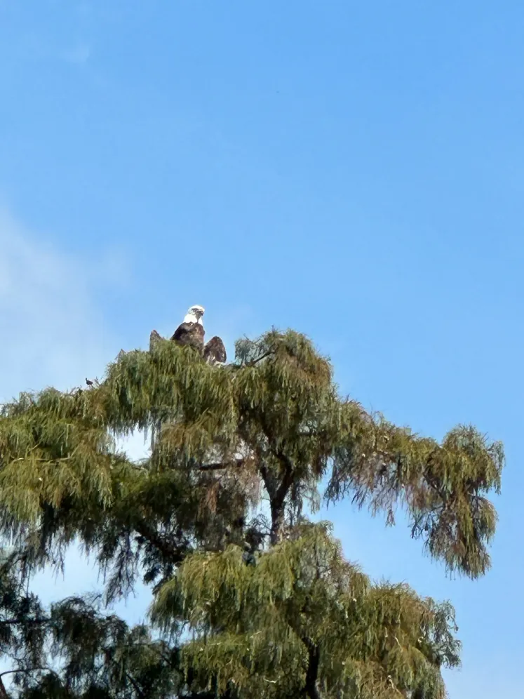 This image is by Louisiana Tour Company.