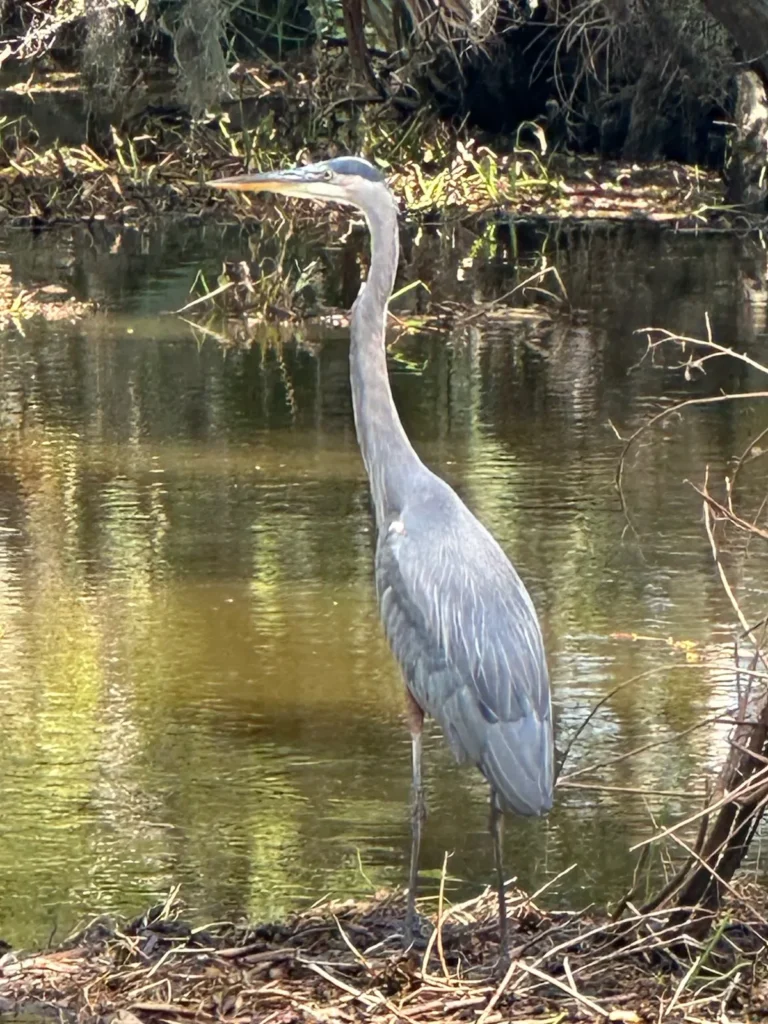 This image is by Louisiana Tour Company.