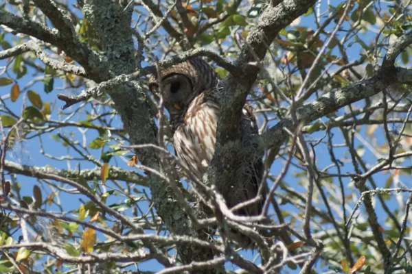 Owl-in-tree